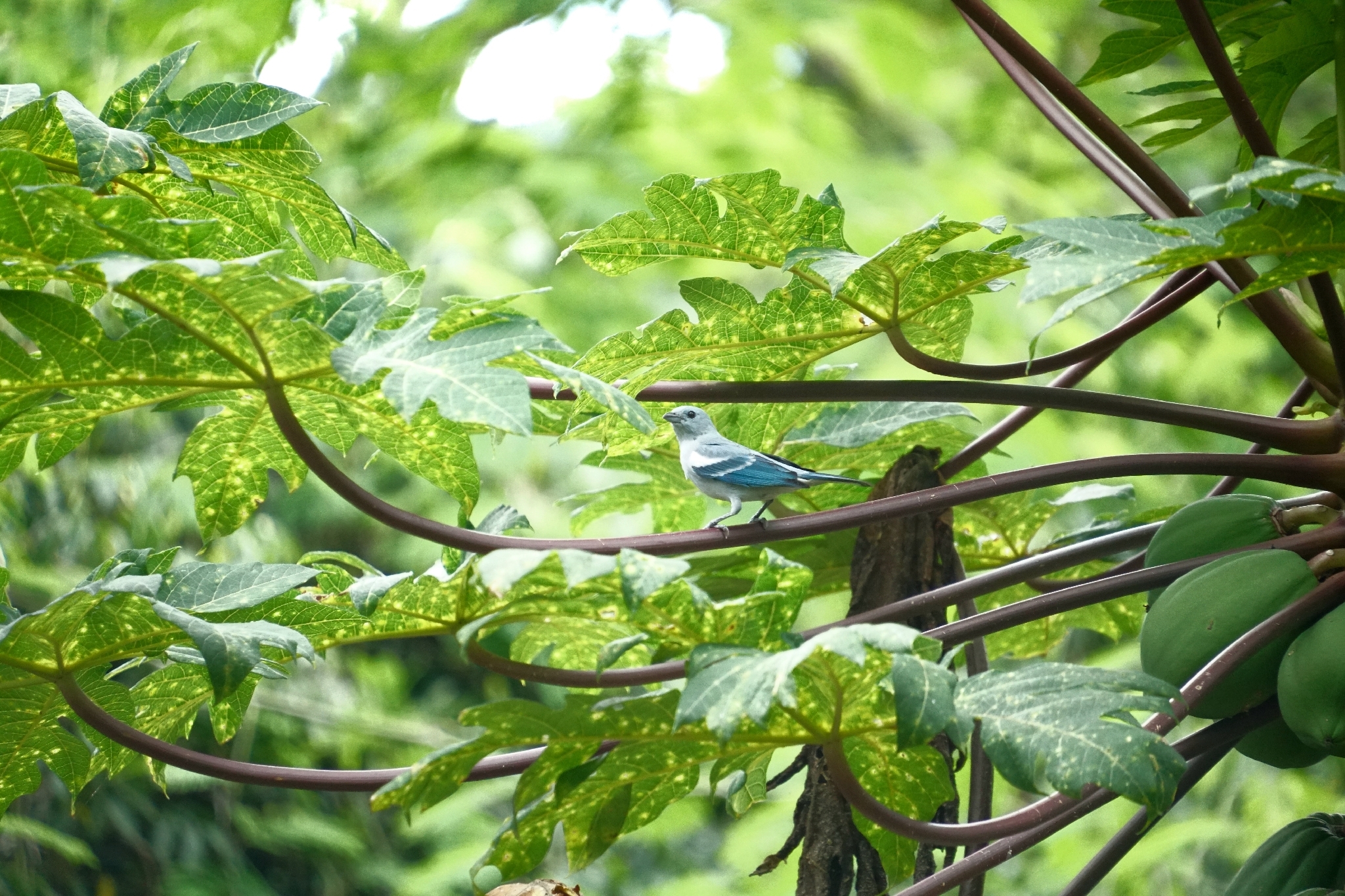 Blue-grey Tanager (Thraupis episcopus), photo 9