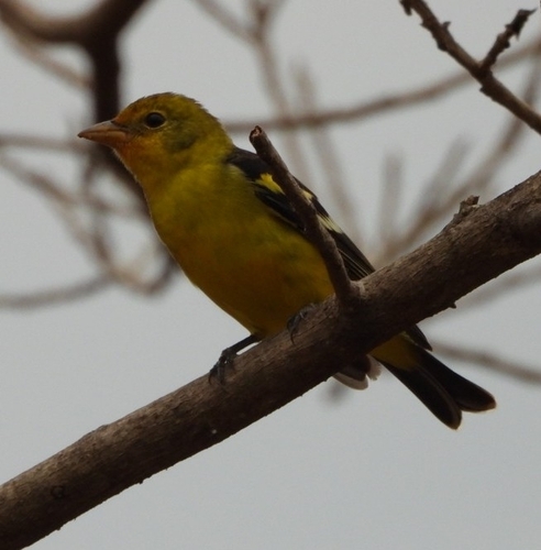 Western Tanager (Piranga ludoviciana), photo 2