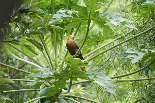 Russet-backed Oropendola (Psarocolius angustifrons), photo 2