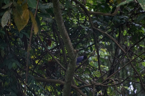 Violaceous Jay (Cyanocorax violaceus)