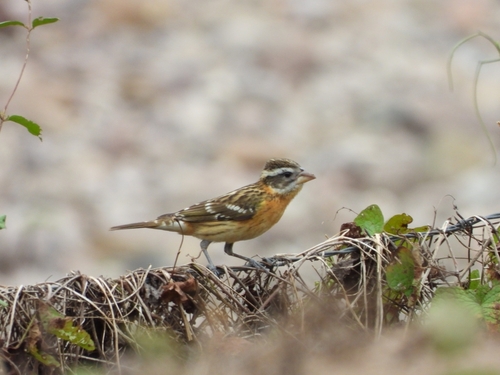 Black-headed Grosbeak (Pheucticus melanocephalus), photo 2