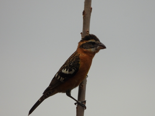 Black-headed Grosbeak (Pheucticus melanocephalus), photo 3