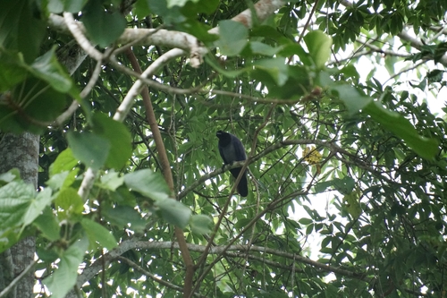 Violaceous Jay (Cyanocorax violaceus), photo 2