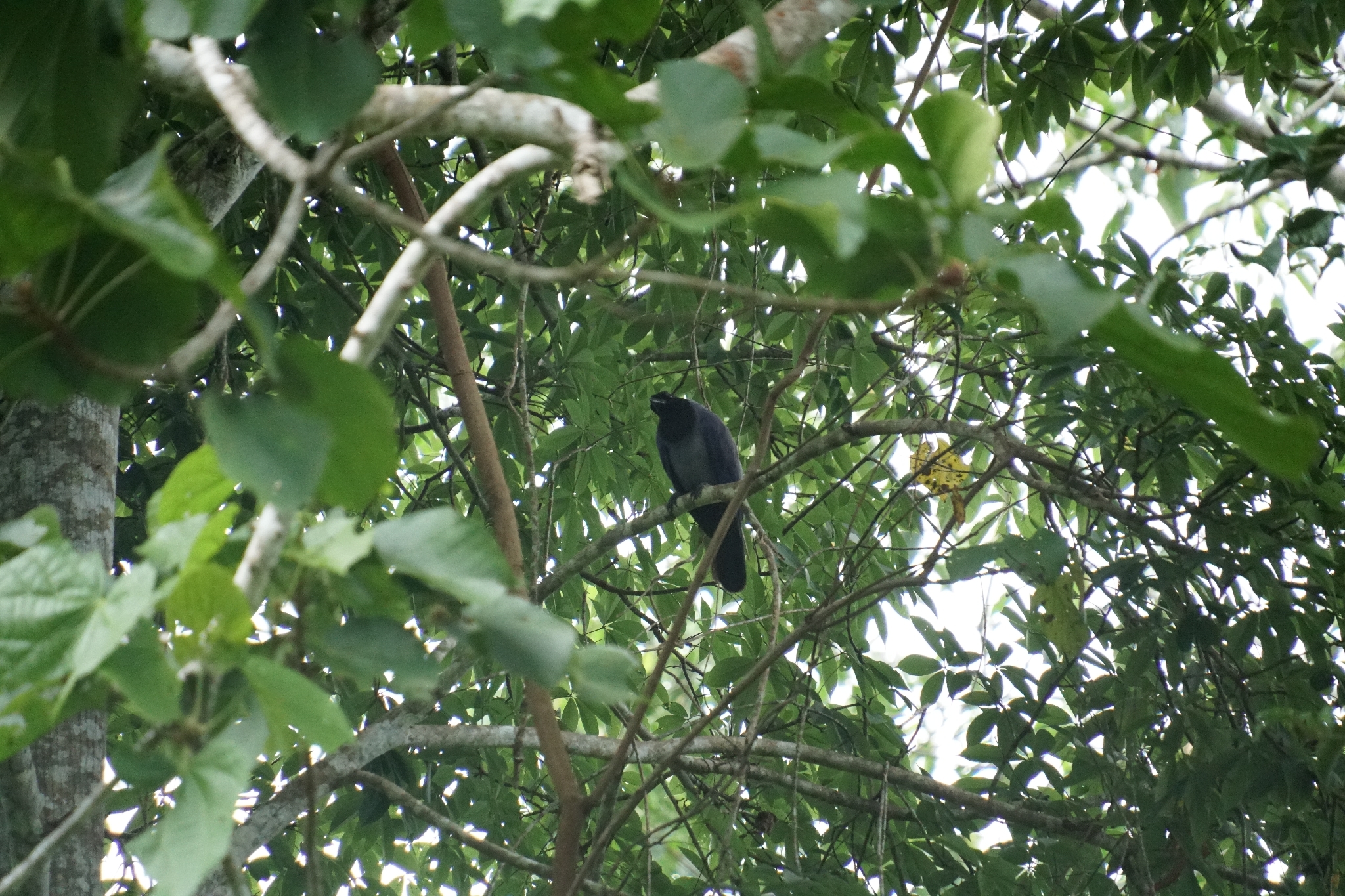 Violaceous Jay (Cyanocorax violaceus), photo 2