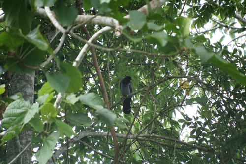 Violaceous Jay (Cyanocorax violaceus), photo 10