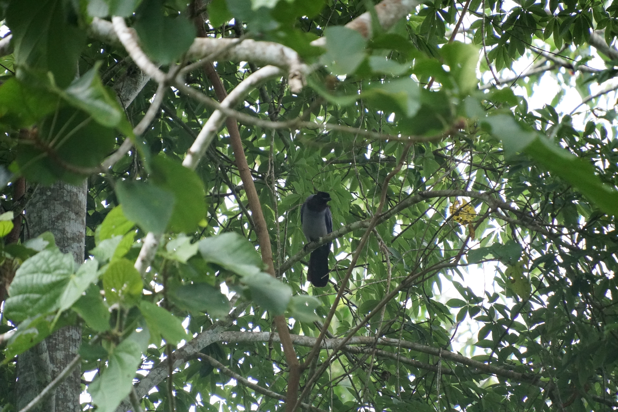 Violaceous Jay (Cyanocorax violaceus), photo 3