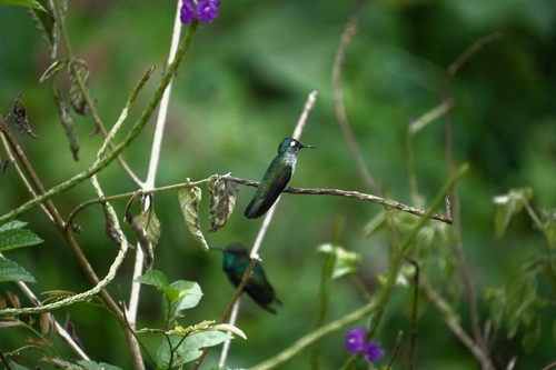 Violet-headed Hummingbird (Klais guimeti), photo 6