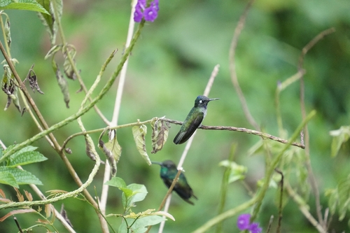 Violet-headed Hummingbird (Klais guimeti), photo 7