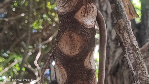 Foto de Guaimbê