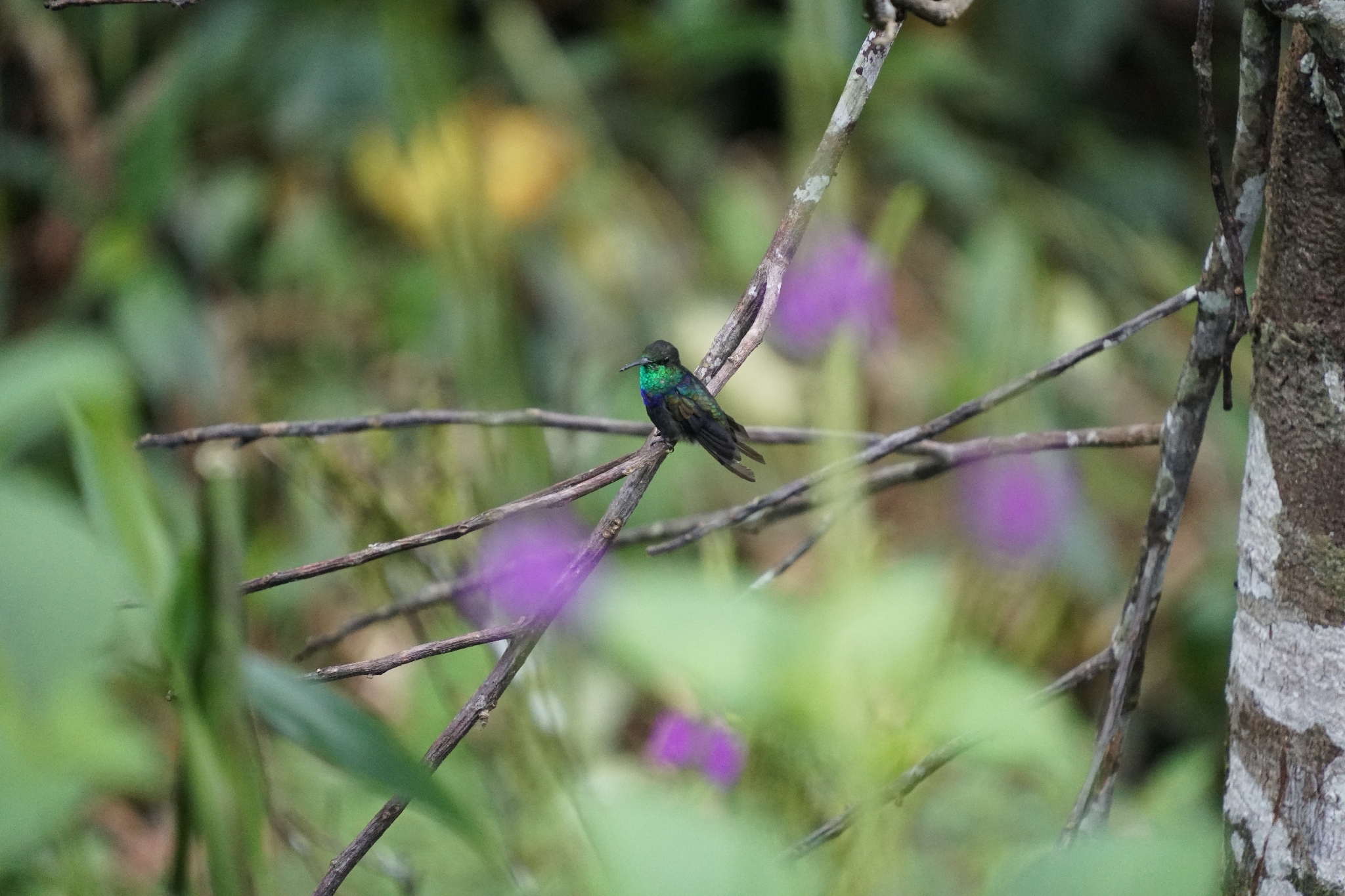 Fork-tailed Woodnymph (Thalurania furcata), photo 1