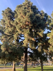 Pinus canariensis