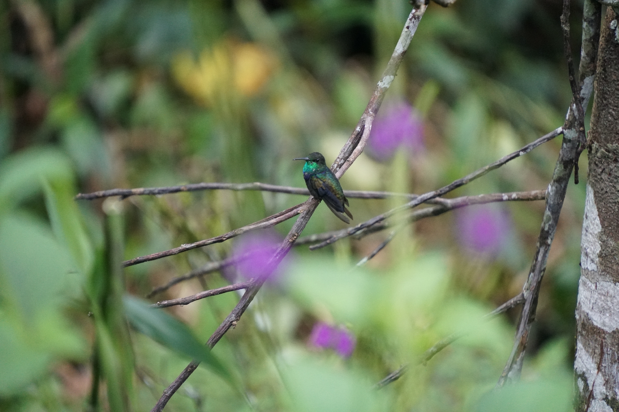 Fork-tailed Woodnymph (Thalurania furcata), photo 2