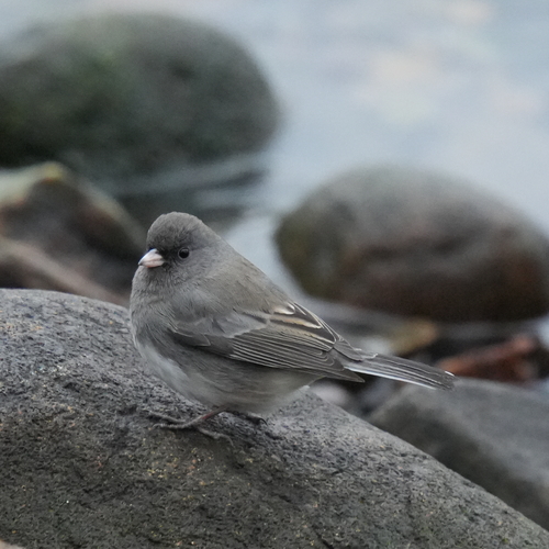 Dark-eyed Junco photographed in New York