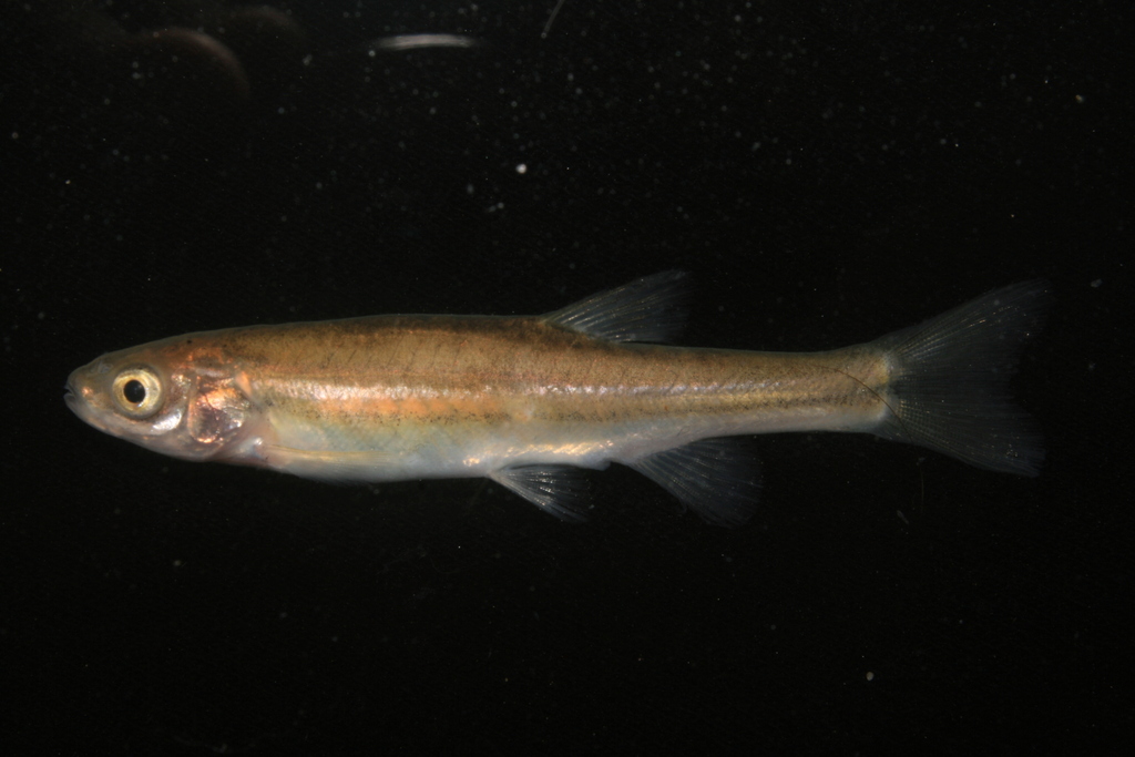 Northern redbelly dace (Chrosomus eos) — Cyprinidae