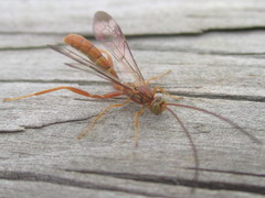 Labeninae