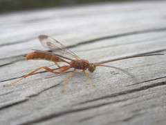 Labeninae