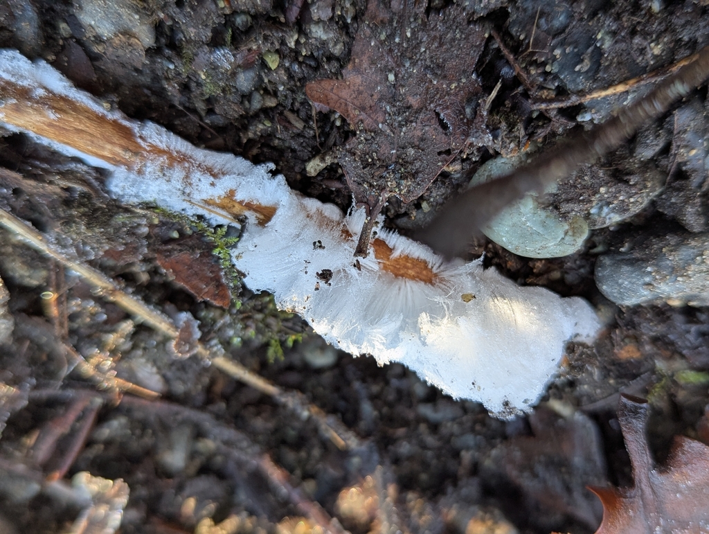 Exidiopsis effusa · January 2026 · photo: © znot (iNaturalist, cc-by)