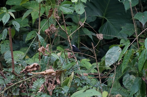 White-browed Antbird (Myrmoborus leucophrys)