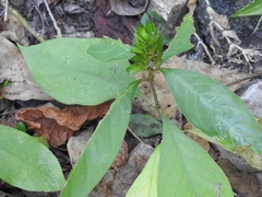 Barleria oenotheroides