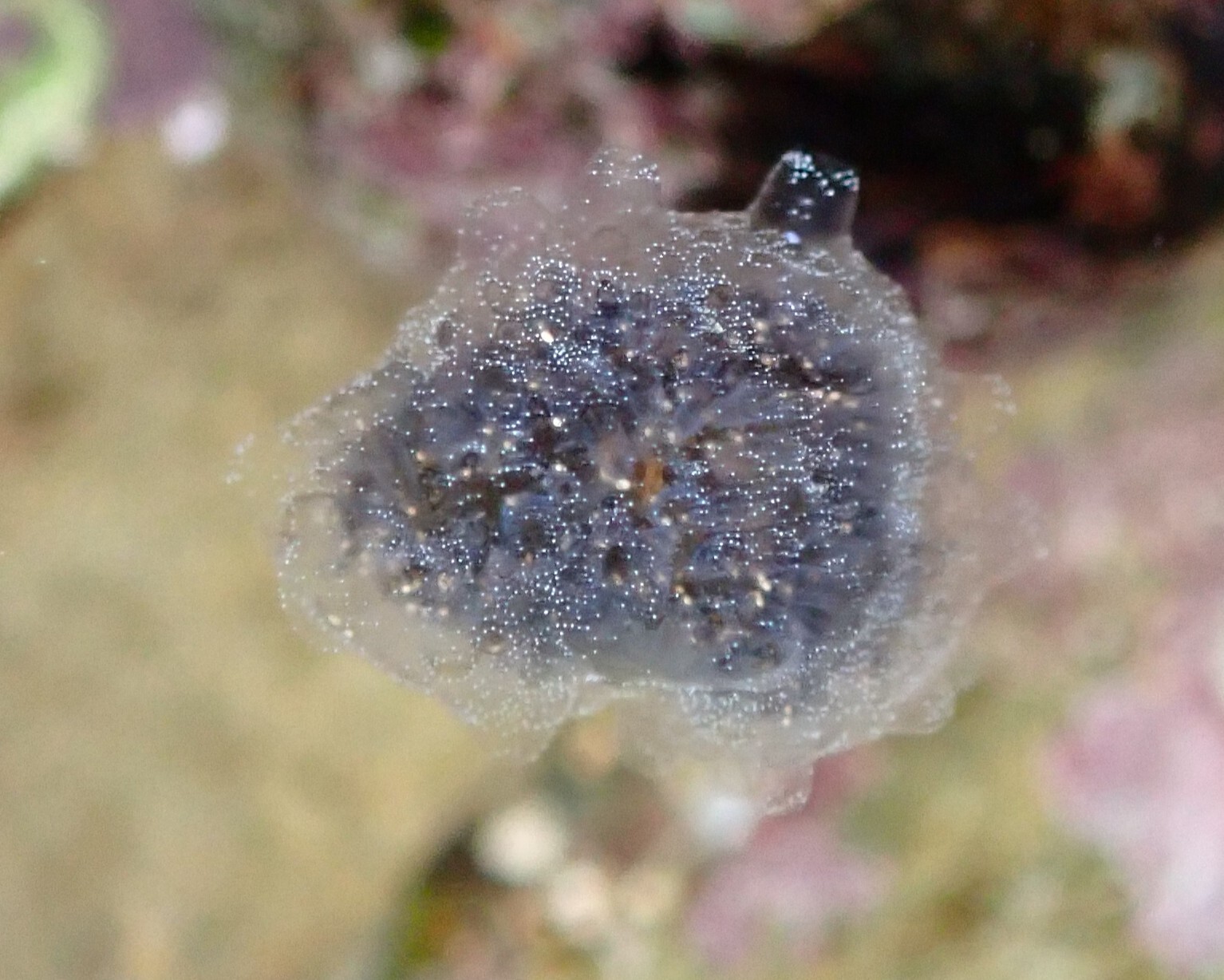 Diplosoma listerianum (Milne Edwards, 1841)