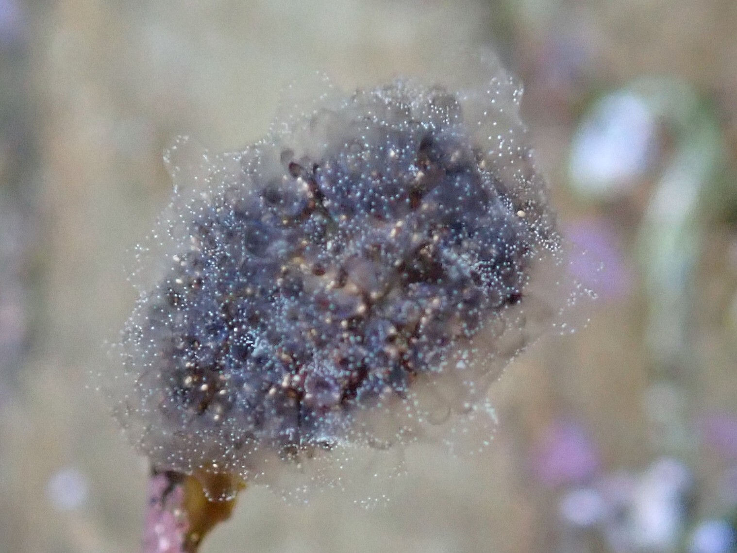 Diplosoma listerianum (Milne Edwards, 1841)