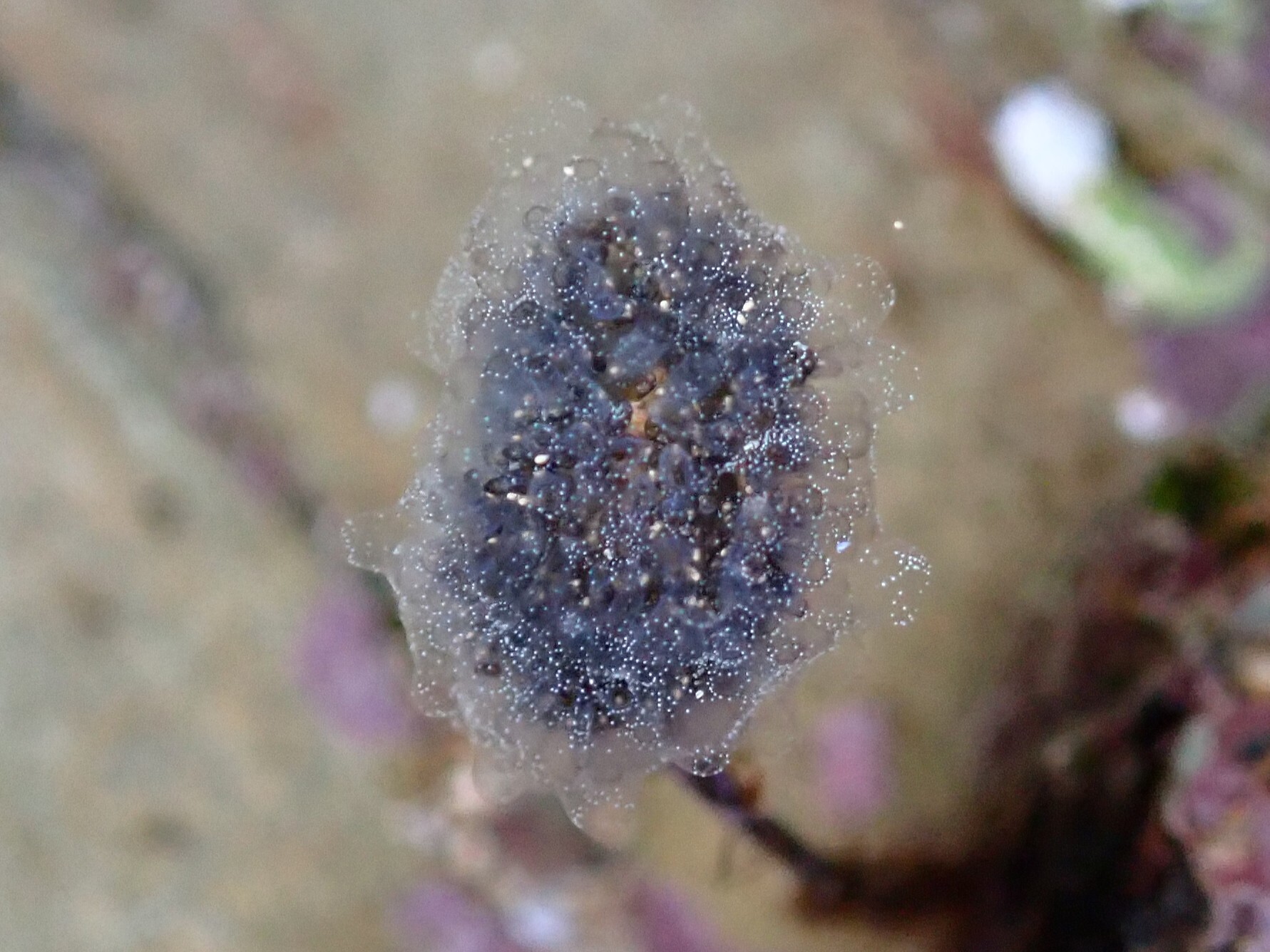 Diplosoma listerianum (Milne Edwards, 1841)