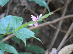 Justicia breviflora
