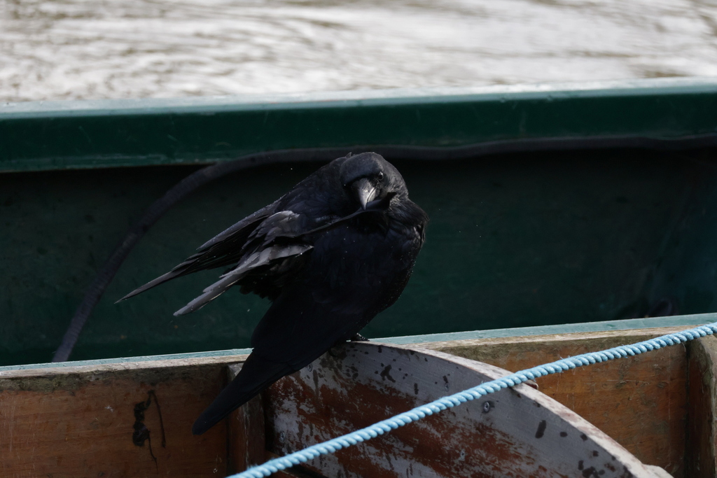January Crow Carrion Crow from Professor's House, Oxford OX1 4AY, UK on January 17 ...
