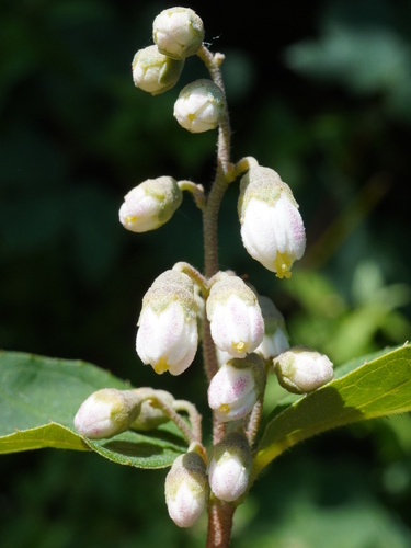 Crenate Pride-Of-Rochester (Deutzia crenata)