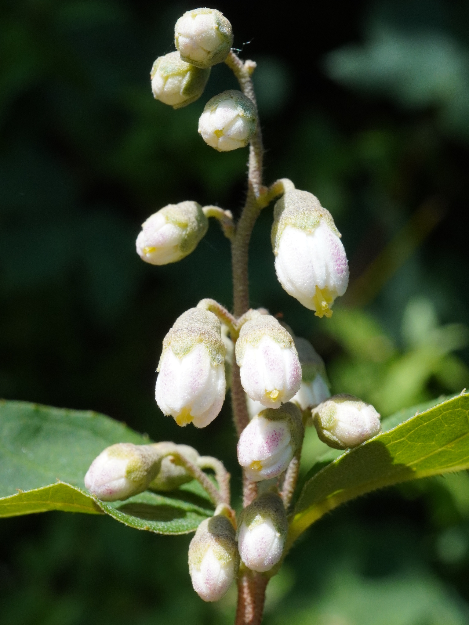 Crenate Pride-Of-Rochester (Deutzia crenata)
