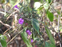 Ruellia inundata