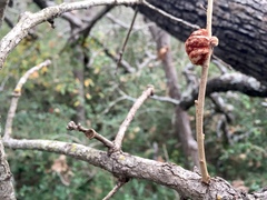 Striatoandricus aciculatus