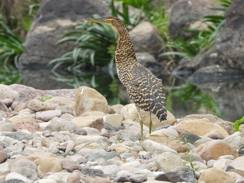 Bare-throated Tiger Heron (Tigrisoma mexicanum), photo 6
