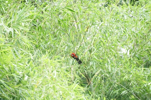Masked Crimson Tanager (Ramphocelus nigrogularis)