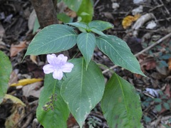 Ruellia breedlovei