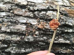 Striatoandricus aciculatus