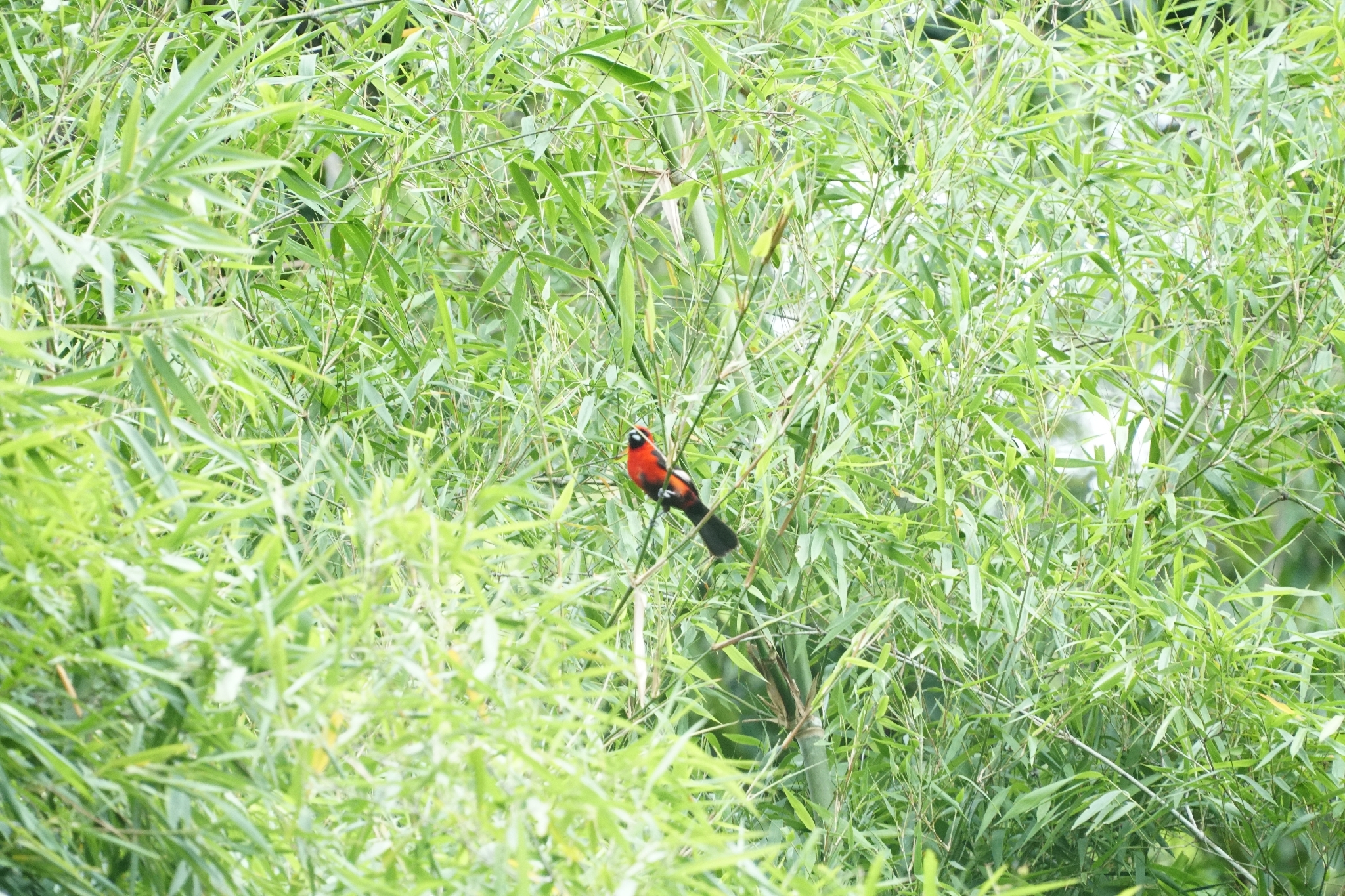 Masked Crimson Tanager (Ramphocelus nigrogularis), photo 2