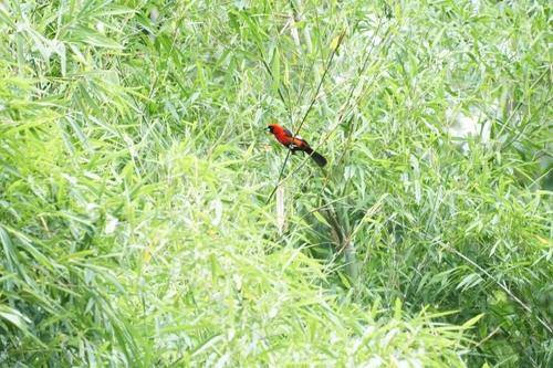 Masked Crimson Tanager (Ramphocelus nigrogularis), photo 10