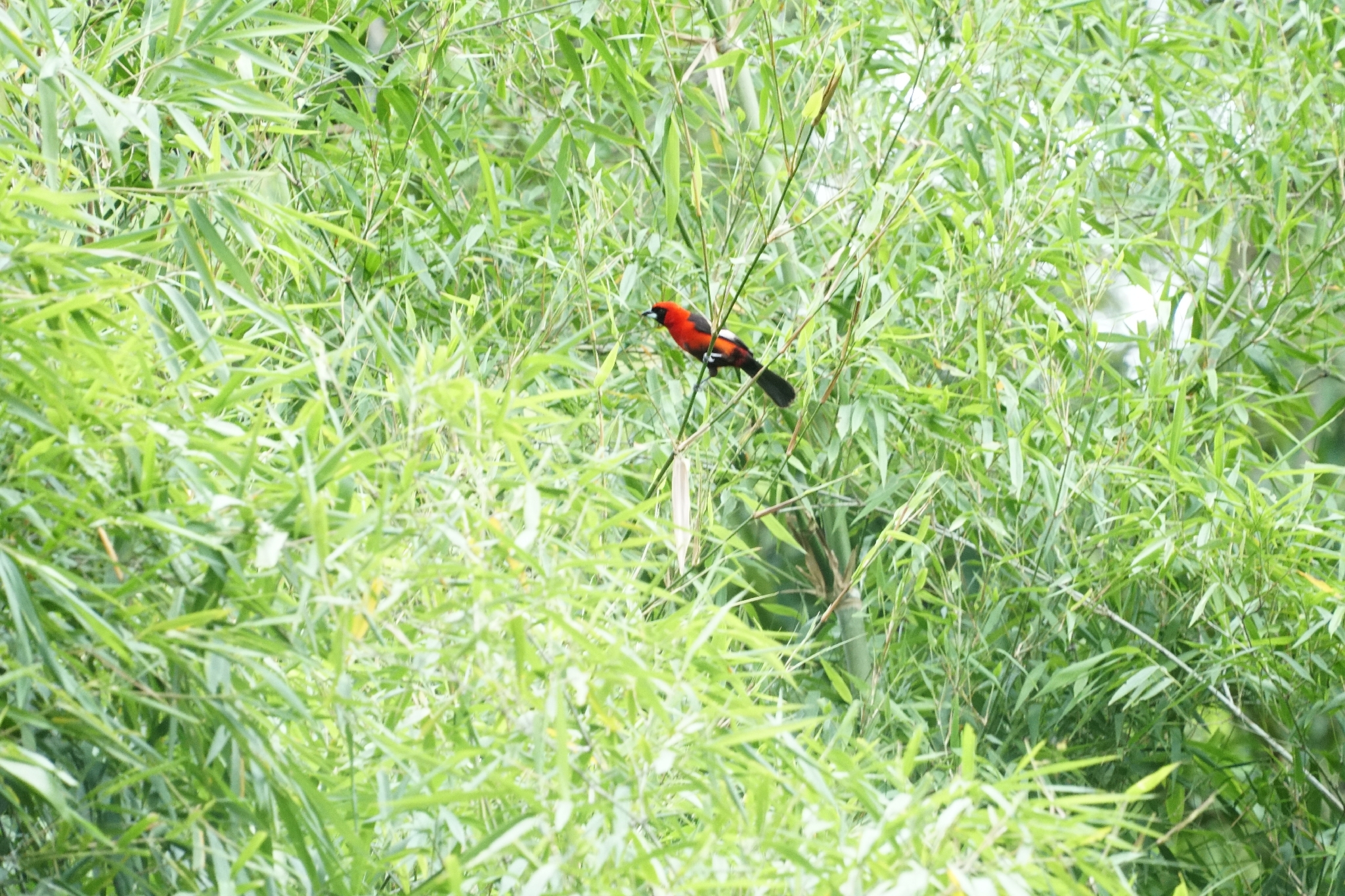 Masked Crimson Tanager (Ramphocelus nigrogularis), photo 3