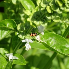 Eriopis chilensis