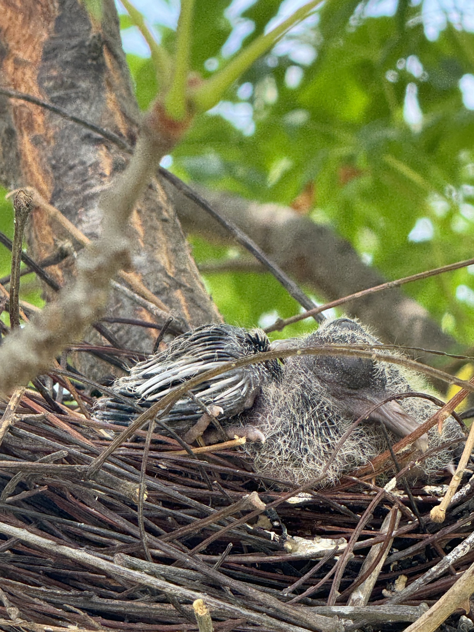 West Peruvian Dove (Zenaida meloda), photo 1