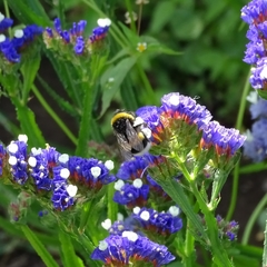 Bombus terrestris