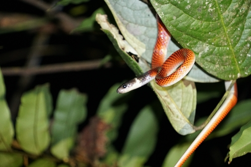Tschudi's False Coral Snake