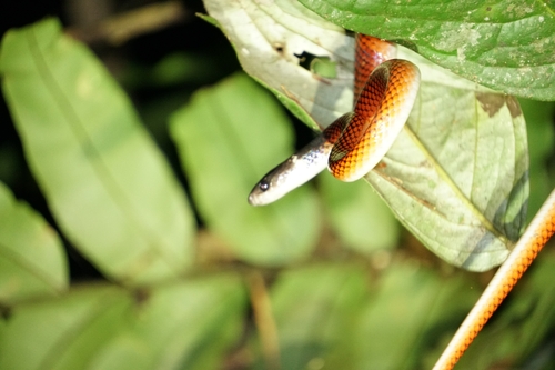 Tschudi's False Coral Snake