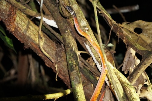 Tschudi's False Coral Snake