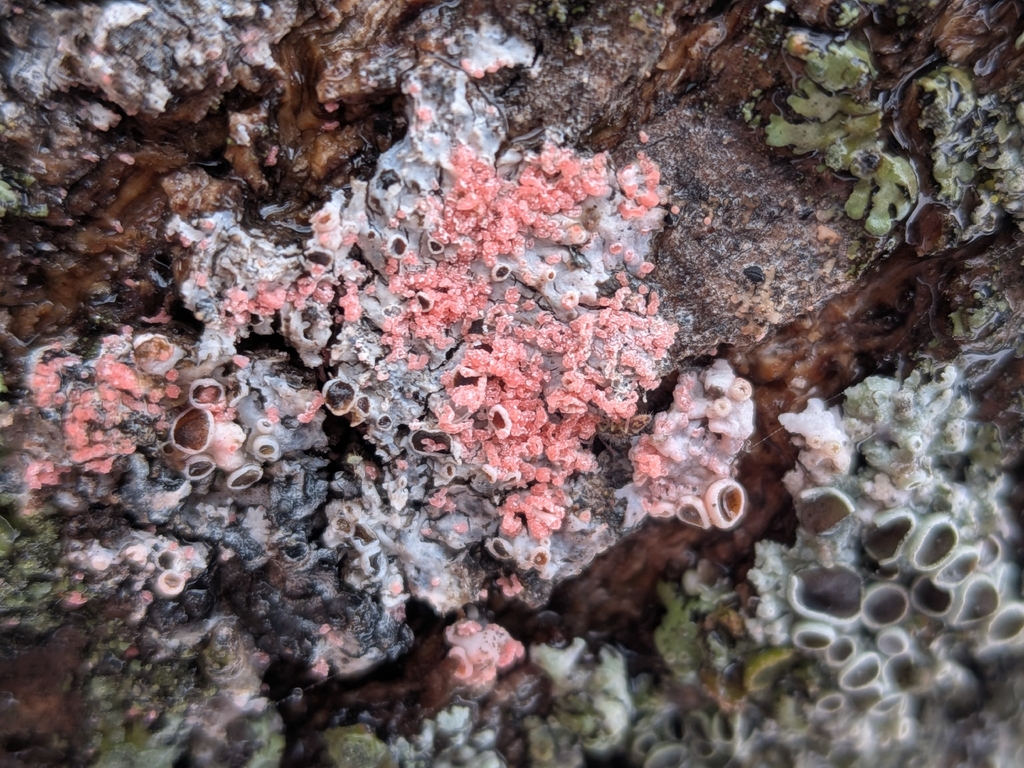 Marchandiomyces corallinus