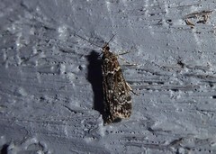Eudonia philerga