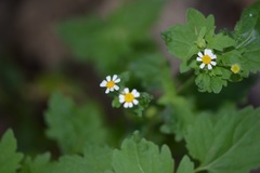 Perityle microglossa