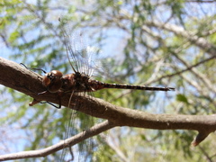 Gomphaeschna antilope