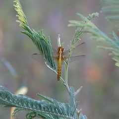 Erythrodiplax connata